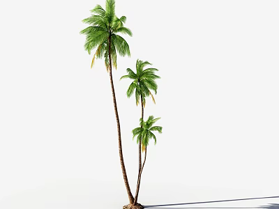 Tall Palm Trees With Slender Trunks And Lush Green Fronds Against White Background 3d model