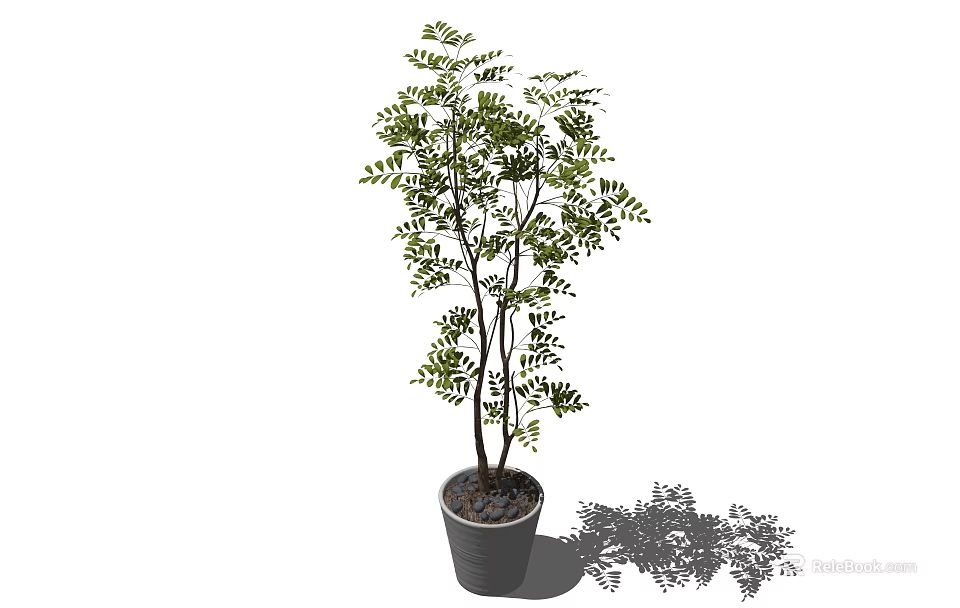 Potted Bonsai Tree With Green Leaves And Slender Trunks In Gray Pot For Indoor Decoration 3d model 
