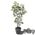 Potted Bonsai Tree With Green Leaves And Slender Trunks In Gray Pot For Indoor Decoration
