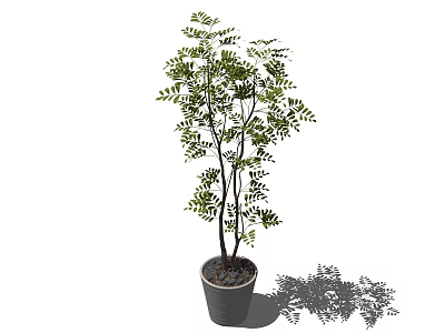 Potted Bonsai Tree With Green Leaves And Slender Trunks In Gray Pot For Indoor Decoration 3d model