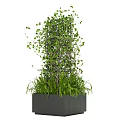 Bonsai Potted Plant With Climbing Vines Grid Structure And Green Ferns