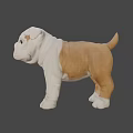 Realistic Brown And White Bulldog Puppy 3D Model With Standing Pose
