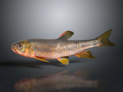 Realistic Silver Fish with Red Yellow Fins on Gray Background and Reflection 3d model