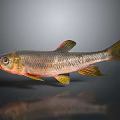 Realistic Silver Fish with Red Yellow Fins on Gray Background and Reflection