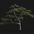 Tall Arbor with Curved Branches Lush Green Foliage and Human Silhouette for Scale