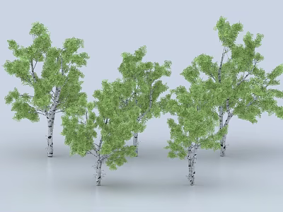 Lush Green Birch Trees with White Trunks and Dense Foliage in Natural Setting 3d model