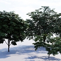 Big Trees Landscape Trees Courtyard Trees Maple Trees Maple Trees Setches Big Trees 3d model