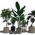 Various Potted Bonsai Plants with Different Style Pots for Indoor Green Decor