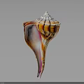 Orange And White Striped Spiral Conch Shell With Natural Marine Texture