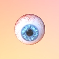 Eyes Eyeball Organs Human Organs 3d model