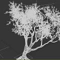 Stunning Tree With Pink Blossoms On Long Spreading Branches And Dense Blooms