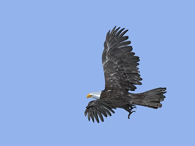 Majestic Eagle Flying High In Clear Blue Sky With Spread Wings 3d model