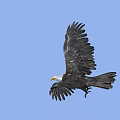 Majestic Eagle Flying High In Clear Blue Sky With Spread Wings