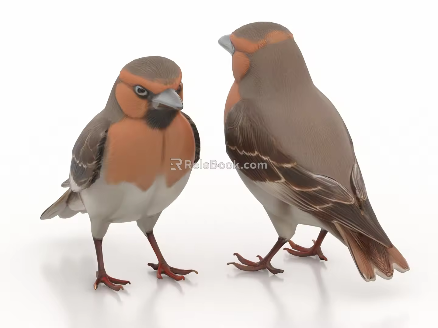 sparrow bird 3d model