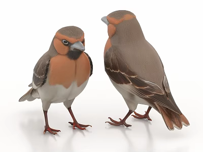 Two Colorful Birds with Orange Breast Gray Back and White Underparts Standing on White Surface 3d model