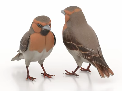 sparrow bird 3d model