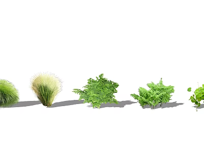 Different Types of Ground Cover Plants Featuring Grasses Ferns and Green Foliage 3d model