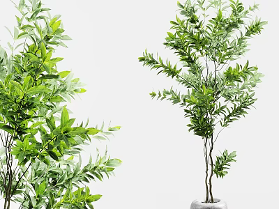 Lush Green Bonsai Potted Plant With Graceful Branches And Decorative Ceramic Pot 3d model