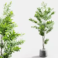 Lush Green Bonsai Potted Plant With Graceful Branches And Decorative Ceramic Pot