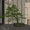 Bonsai Pine Tree in Modern Interior with Light Wall and Window View