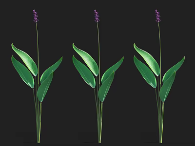Fresh Aquatic Plants with Long Green Leaves and Purple Flowers in Natural Growth 3d model