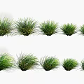 Decorative Green Grass Clumps With Various Shapes For Garden Landscaping Design