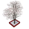 Blooming Tree With White Pink Flowers In Red Square Pot And White Pebbles