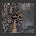 Light Pink Fresh Mushrooms with Rock Texture Placed on Gray Display Base