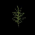 Healthy Green Tree With Lush Green Leaves Brown Trunk And Upright Growth In Natural Setting