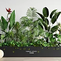 Tropical Plant Combination with Various Greenery and Large Leaves in Black Rectangular Planter 3d model