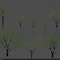 Diverse Arbor Varieties Showcasing Different Sizes And Foliage Forms 3d model