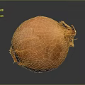 Fresh Orange Vegetable Onion Close Up View with Textured Skin on Dark Background