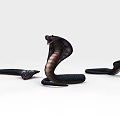 Black Hooded Cobra Snakes In Various Striking Positions With Extended Hoods Against White Background