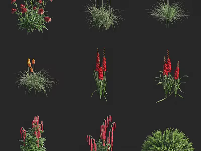 Various Red Flowering Plants and Green Grasses Growing in Clustered Upright Forms 3d model