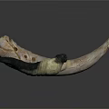 Natural Animal Horns Displaying Curved Shape Light And Dark Colors And Unique Textures