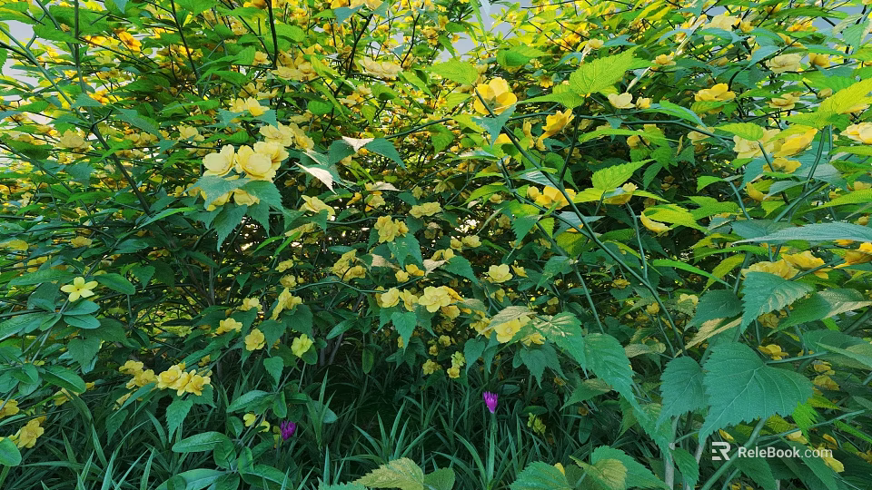 Lush Shrub with Abundant Yellow Flowers Green Leaves and Small Purple Blooms 3d model 