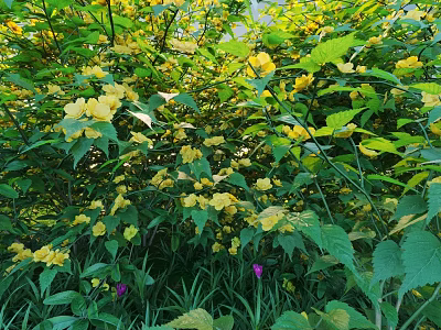 Lush Shrub with Abundant Yellow Flowers Green Leaves and Small Purple Blooms 3d model