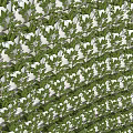 Lush Green Plant Wall With Abundant White Flowers And Natural Vertical Garden Design