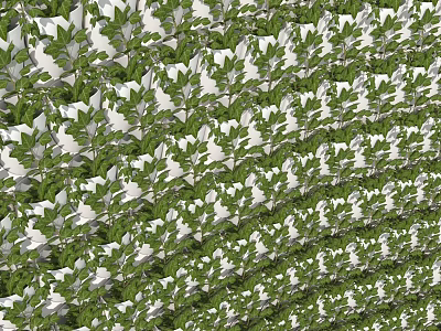 Lush Green Plant Wall With Abundant White Flowers And Natural Vertical Garden Design 3d model