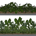 Lush Green Plant Combinations With Varied Leaf Shapes And Natural Garden Arrangement