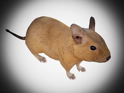 Small Brown Mouse With Large Ears Black Tail And Plump Body 3d model