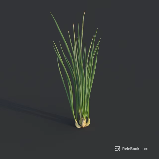 Fresh Green Onions with Long Leaves and White Roots in 3D Model on Dark Background 3d model 