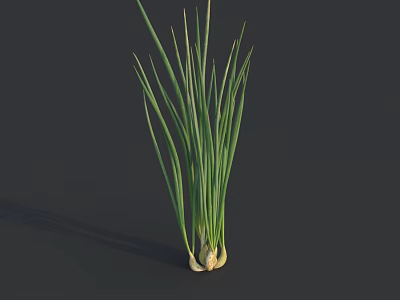 Fresh Green Onions with Long Leaves and White Roots in 3D Model on Dark Background 3d model