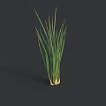 Fresh Green Onions with Long Leaves and White Roots in 3D Model on Dark Background
