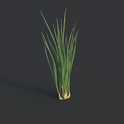 Fresh Green Onions with Long Leaves and White Roots in 3D Model on Dark Background 3d model