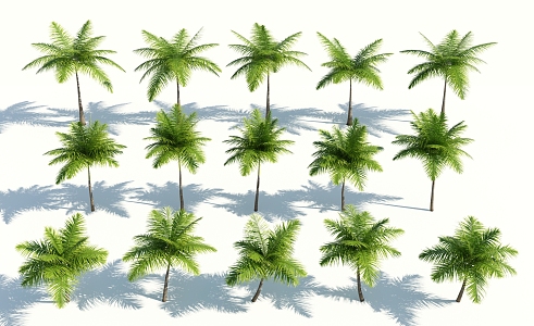 Modern Palm Tree 3d model