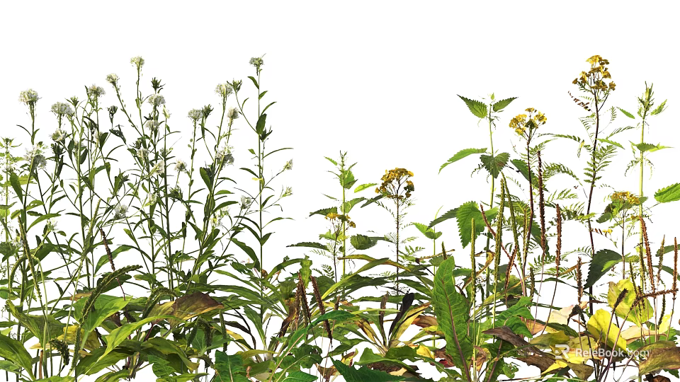 Lush Wildflowers and Green Plants with Vibrant Yellow Blooms and Long Stems 3d model 