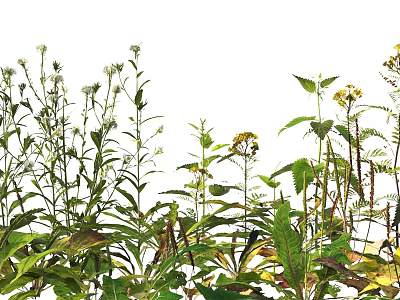 Lush Wildflowers and Green Plants with Vibrant Yellow Blooms and Long Stems 3d model