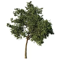 Tree 3d model