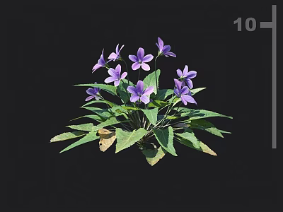 Stunning Vibrant Purple Flowers With Fresh Green Leaves On Black Background 3d model